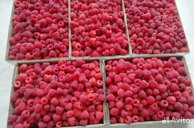 Саженцы малины ремонтантной полька