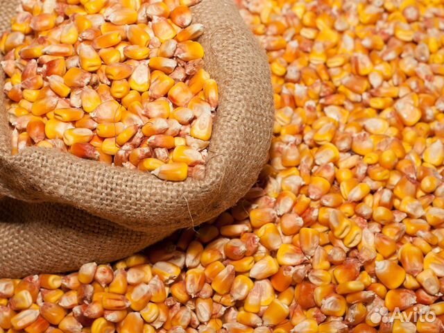 Кукуруза
