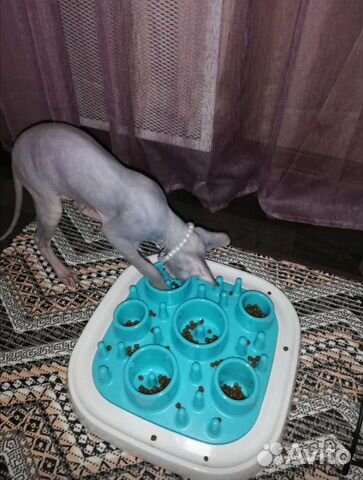 Тарелка для быстроежек