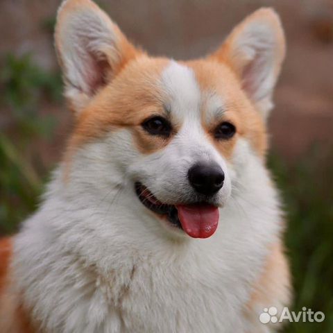 Предлагается для вязки кобель Вельш Корги