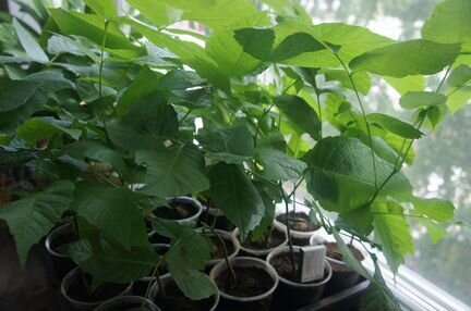 Саженец, грецкого ореха