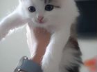 Сибирские котята в добрые руки