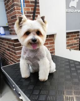 Стрижка собак и кошек (Грумер)