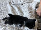 Котята японского бобтейла объявление продам