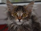 Смешной пушистый лопоухий котенок-Эльф