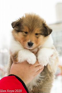 Щенок колли