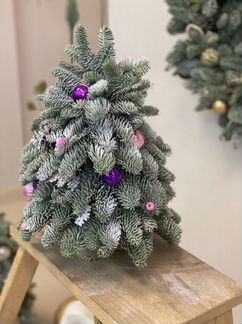 Елка из нобилиса