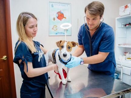 Ветеринарный врач выезд 24 часа