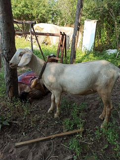 Продажа козы заанонуб и козлика альпонуб - фотография № 10