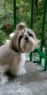 Кобель ши-тцу вязка