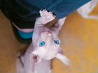 Канадский сфинкс котенок и эльф объявление продам