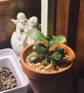 Каланхоэ в керамическом горшке