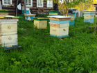 Улей для пчел с пчелами