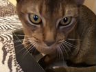 Обессинский кот на вязку 1год объявление продам