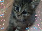 Сибирский котенок бесплатно объявление продам