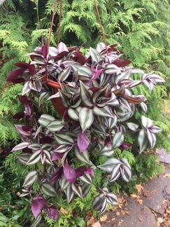 Традесканция Зебрина