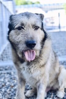 Собака в дар в добрые руки