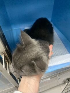 Кошка ласковая фенотип русской голубой