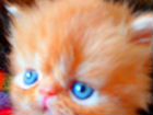 Персидская кошка объявление продам