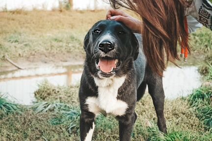 Малина Метис Алабая