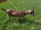 Англо-Нубийская коза (под покрытие или на мясо) объявление продам