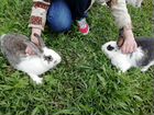 Кролики на племя/мясо объявление продам