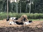 Коровы и нетели