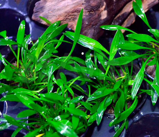 Криптокорина парва (Cryptocoryne parva)