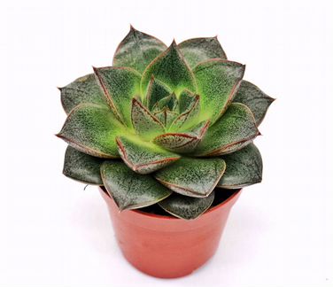 Эхеверия Пурпузорум (Echeveria Purpusorum)