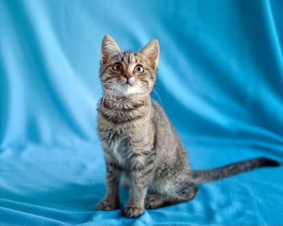 Котенок мальчик в добрые руки