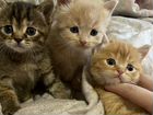 Котятки от бриташки