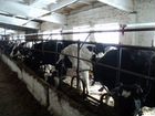 Молочная ферма объявление продам