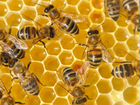 Пакеты пчёл 3+1, апрель 2022г объявление продам