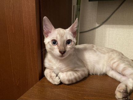 Снежные бенгальские котята