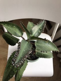 Каланхоэ /Бриофиллум Дегремона (Мадагаскар)