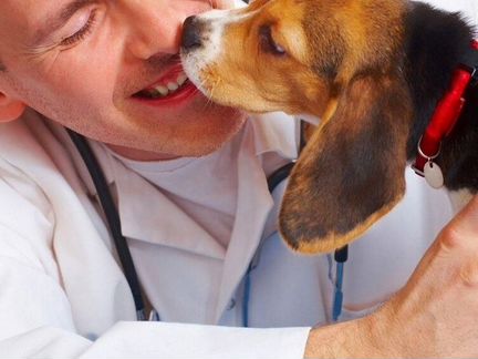 Ветеринарный врач выезд 24 часа