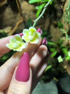 Орхидея Chiloschista viridiflava