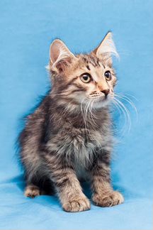 Пуховый котенок Шоня - ищем мальчику дом