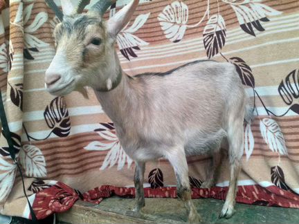 Камерунские козы - фотография № 5
