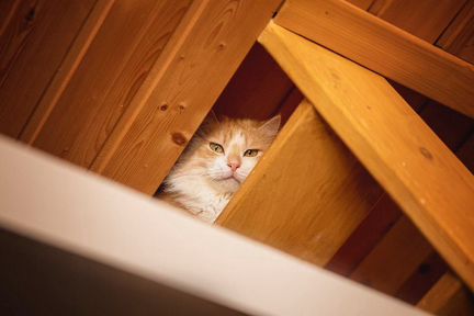 Санёк в дар