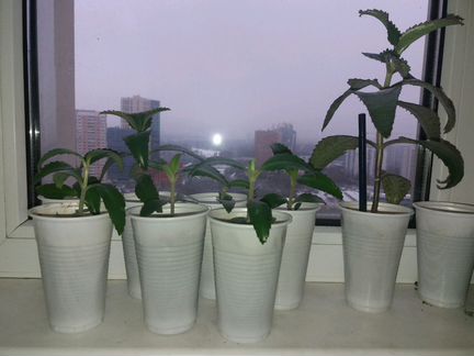 Цветок Каланхоэ лечебный (Доктор)