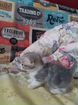Котята манчкины суперстандар объявление продам