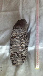 Зуб мамонта