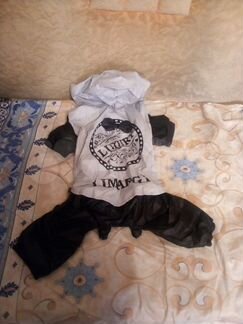 Одежда и аксессуары для декоративных собак