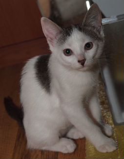 Белый котенок с пятнами (арлекин) Анжела, 6 мес