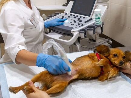 Ветеринарный врач выезд 24 часа