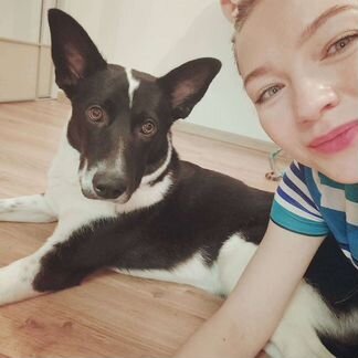 Собака/Ричи ищет дом