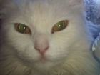 Котёнок турецкой ангоры объявление продам