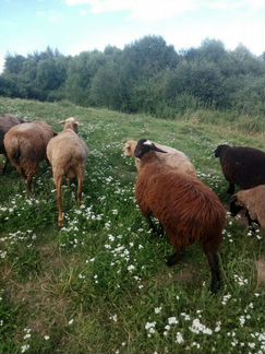 Бараны курдючные романовские овцы с ягнятами