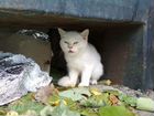 Нашлась кошка белая голубоглазая красивая